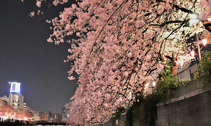 横浜 お花見