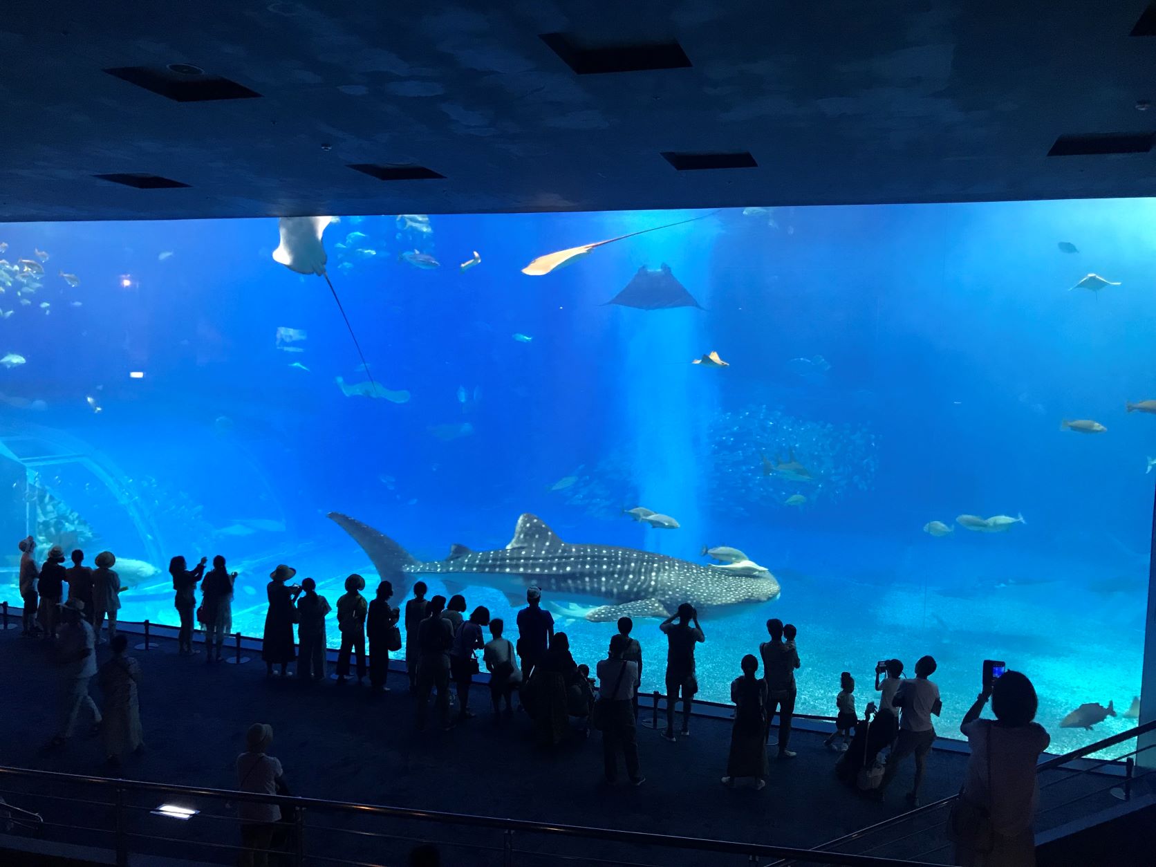 美ら島終日観光バスツアー（Ｃコース）＆沖縄老舗ステーキハウス「サムズ」ステーキディナー