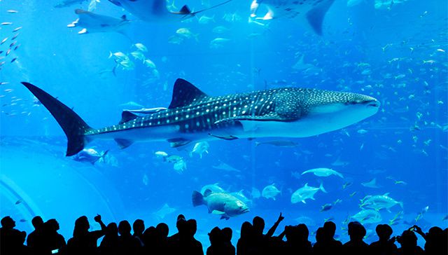 沖縄美ら海水族館と古宇利島・万座毛・ナゴパイナップルパークコース＜Aコース＞